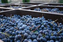 images/categorieimages/Malbec grape.jpg